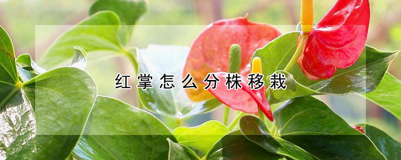 紅掌怎么分株移栽