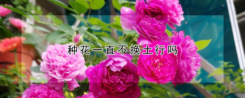 種花一直不換土行嗎