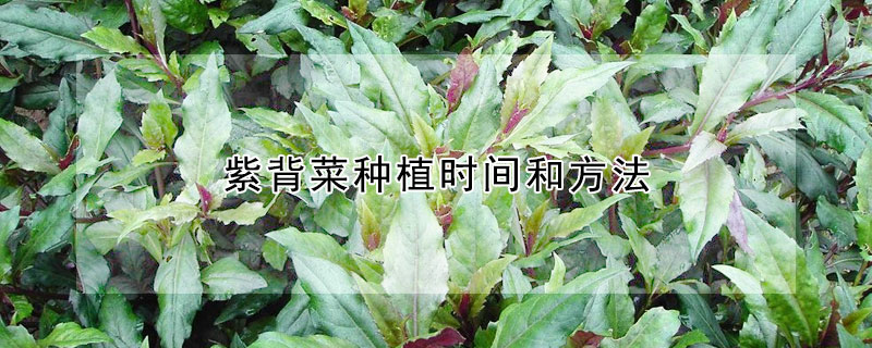 紫背菜種植時間和方法