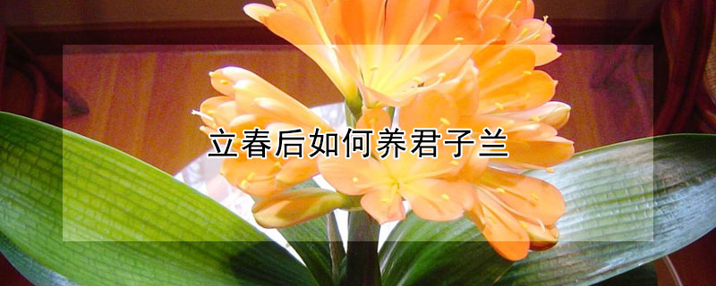 立春后如何養(yǎng)君子蘭