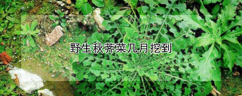 野生秋薺菜幾月挖到