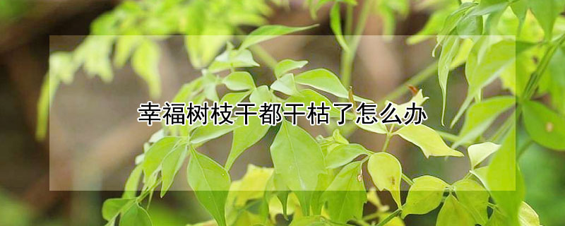 幸福樹枝干都干枯了怎么辦