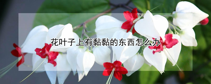 花葉子上有黏黏的東西怎么辦