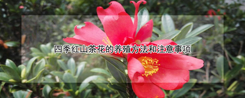 四季紅山茶花的養殖方法和注意事項