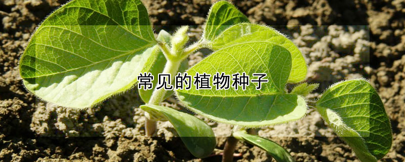 常見的植物種子