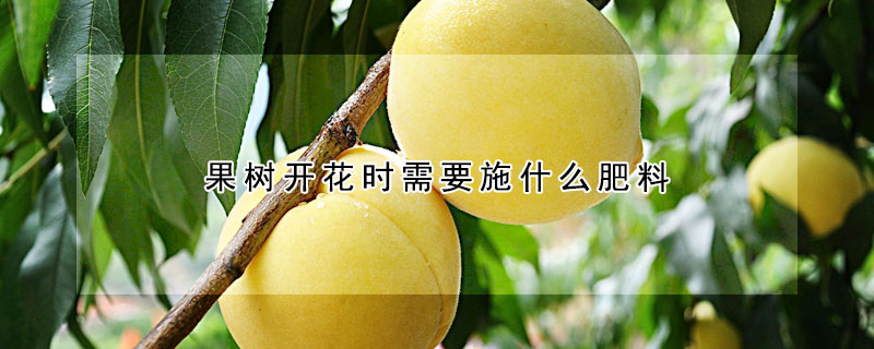 果樹(shù)開(kāi)花時(shí)需要施什么肥料