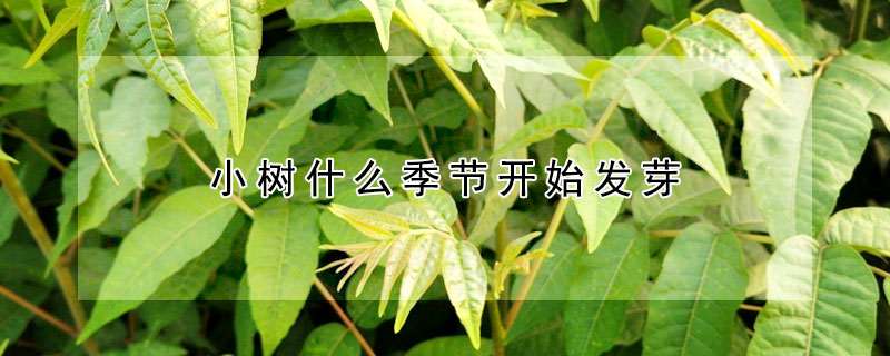 小樹什么季節開始發芽