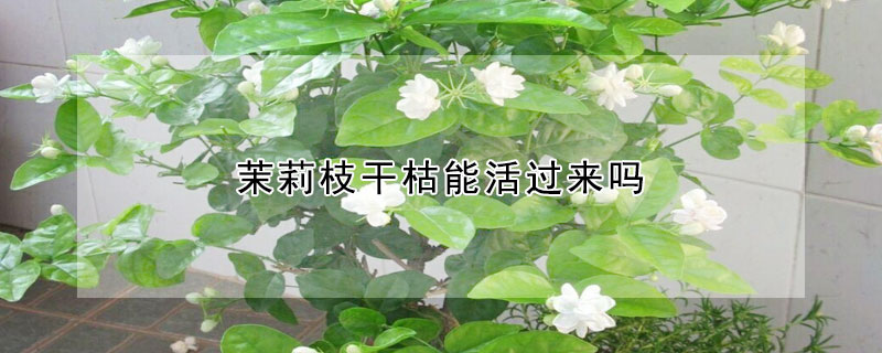 茉莉枝干枯能活過來嗎