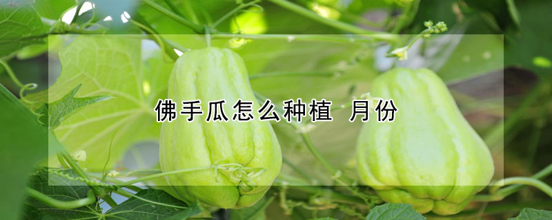 佛手瓜怎么種植 月份