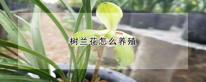 樹蘭花怎么養(yǎng)殖