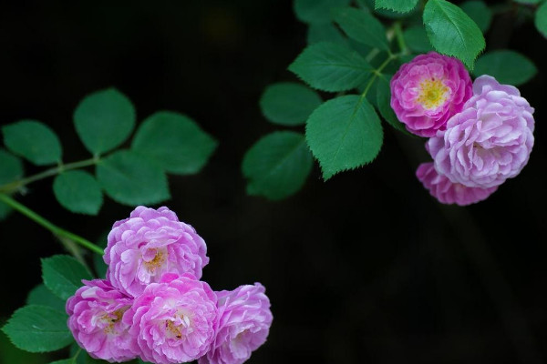 薔薇花怎么種植方法