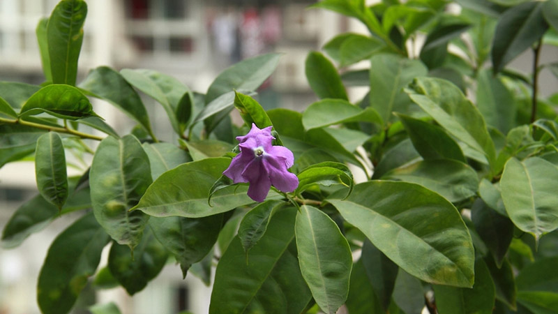 鴛鴦茉莉的花語和寓意