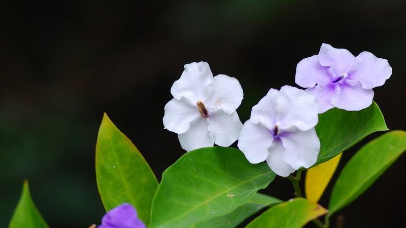 鴛鴦茉莉的寓意