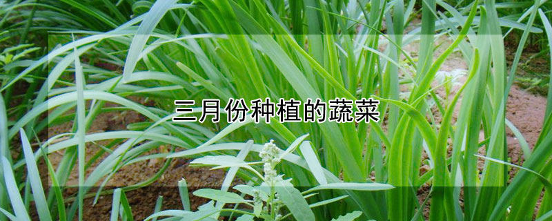 三月份種植的蔬菜