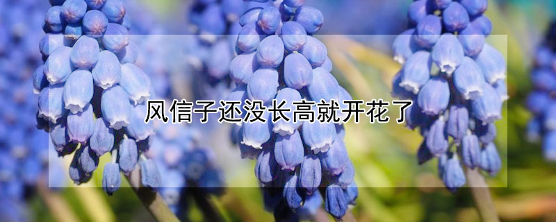 風信子還沒長高就開花了