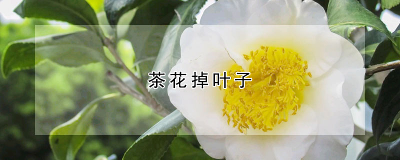 茶花掉葉子