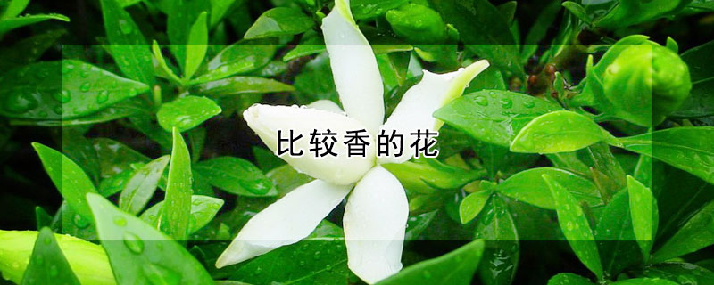 比較香的花