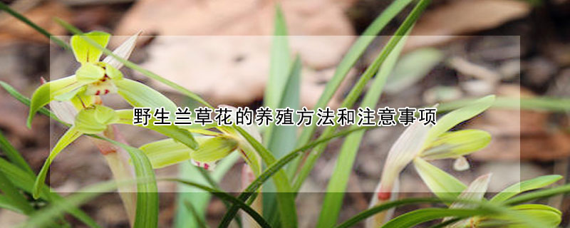 野生蘭草花的養(yǎng)殖方法和注意事項