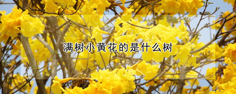 滿樹小黃花的是什么樹