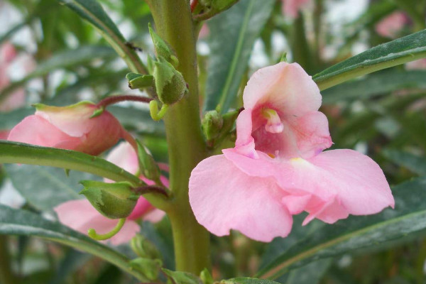 重瓣鳳仙花的養(yǎng)殖方法和注意事項