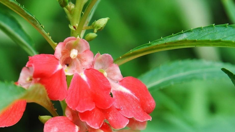 重瓣鳳仙花的養(yǎng)殖方法和注意事項