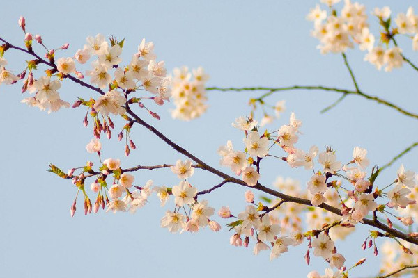 梨花是什么季節開的