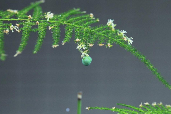 文竹開花了是怎么回事