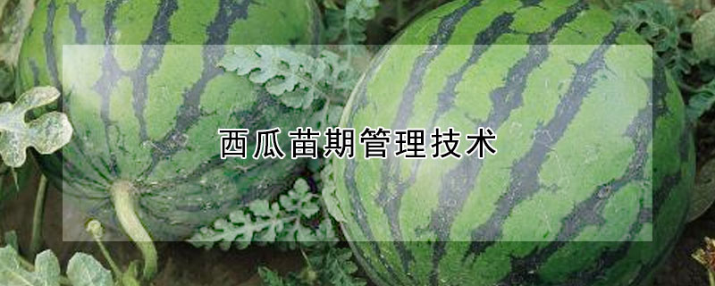 西瓜苗期管理技術