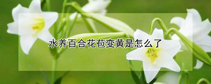 水養百合花苞變黃是怎么了