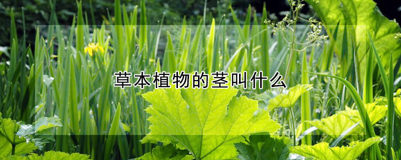 草本植物的莖叫什么