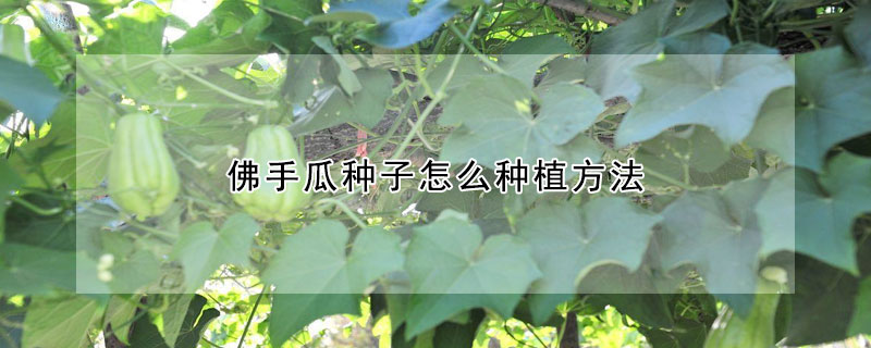 佛手瓜種子怎么種植方法