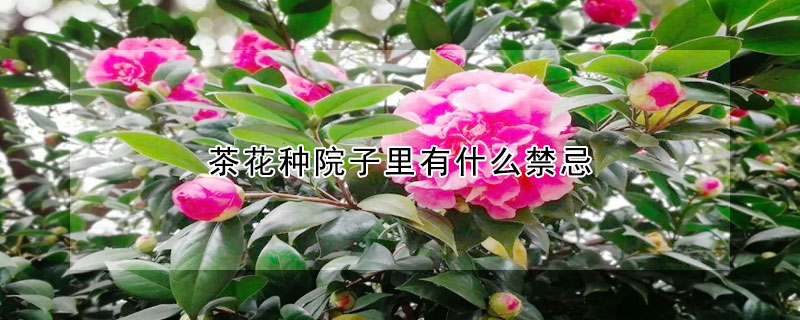 茶花種院子里有什么禁忌