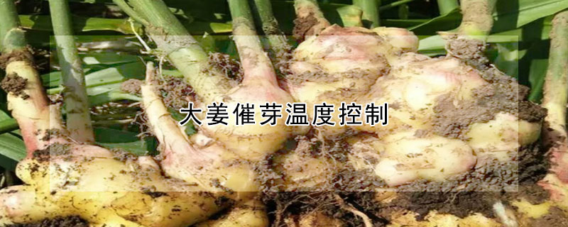 大姜催芽溫度控制