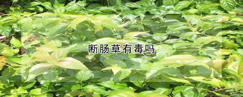 斷腸草有毒嗎