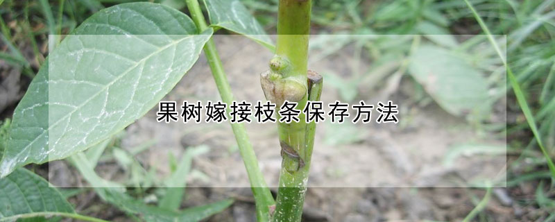 果樹嫁接枝條保存方法