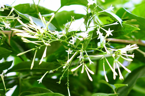 夜來香什么時候開花