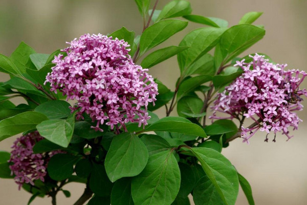 丁香花什么顏色