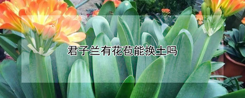 君子蘭有花苞能換土嗎