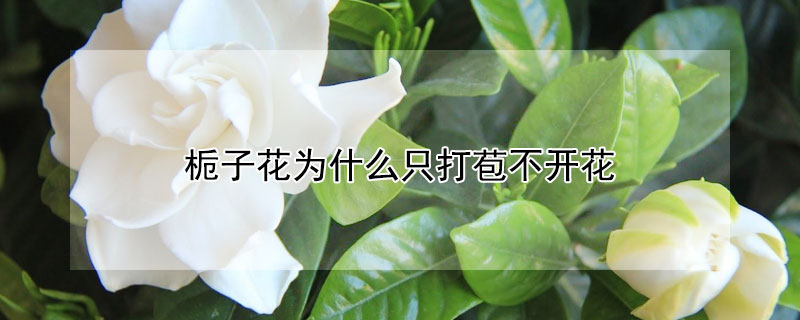 梔子花為什么只打苞不開花