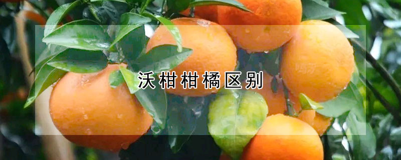 沃柑柑橘區別