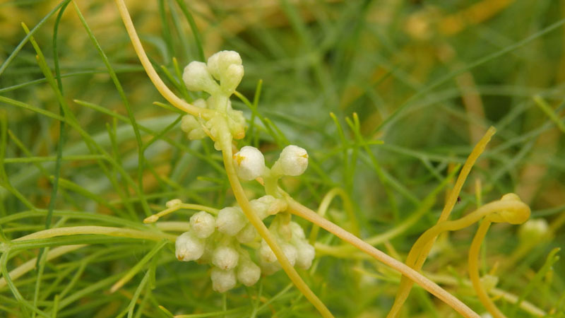 菟絲子是什么植物