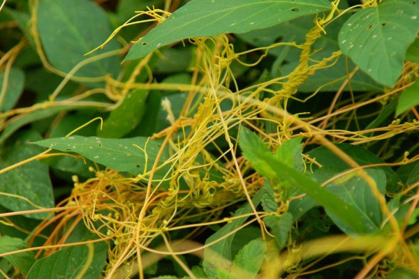 菟絲子是什么植物