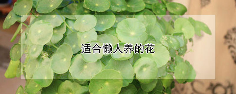 適合懶人養(yǎng)的花