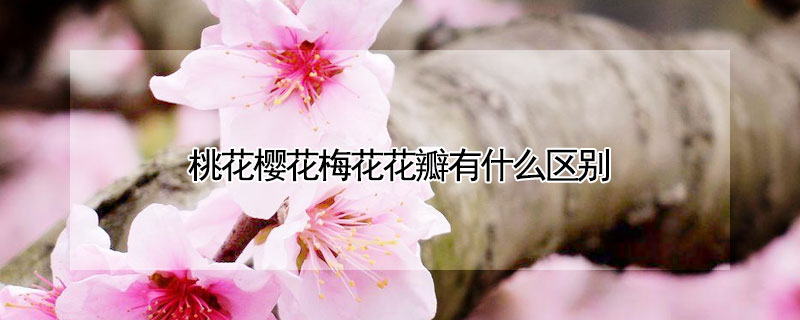 桃花櫻花梅花花瓣有什么區(qū)別