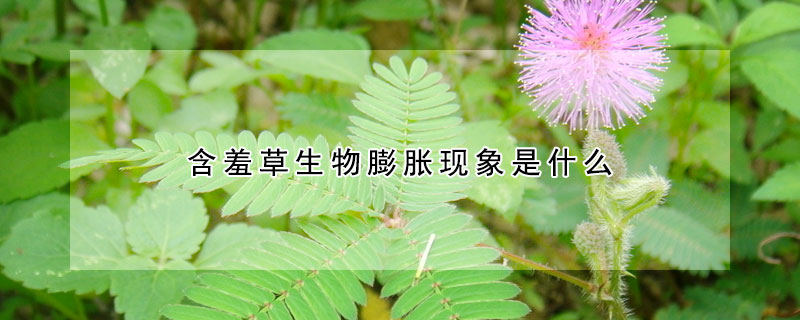 含羞草生物膨脹現象是什么