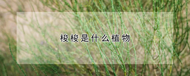 梭梭是什么植物