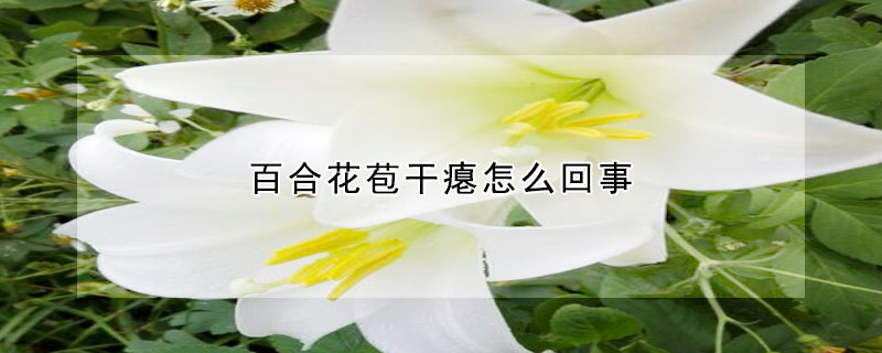 百合花苞干癟怎么回事