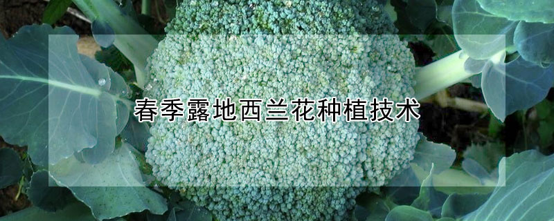 春季露地西蘭花種植技術