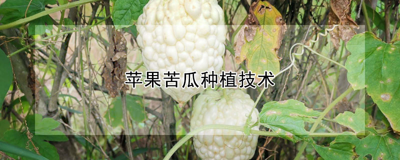 蘋果苦瓜種植技術