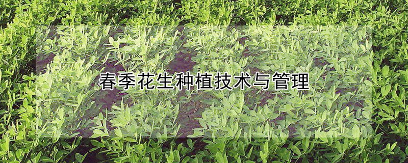 春季花生種植技術與管理